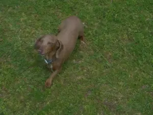 dachshund world