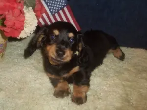 dachshund puppy