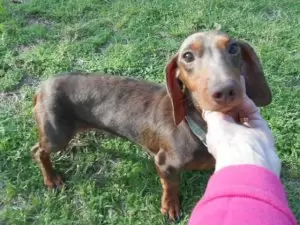 dachshund world