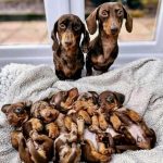 Dachshund puppy available