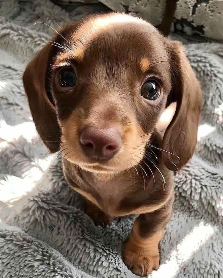 buy dachshund online