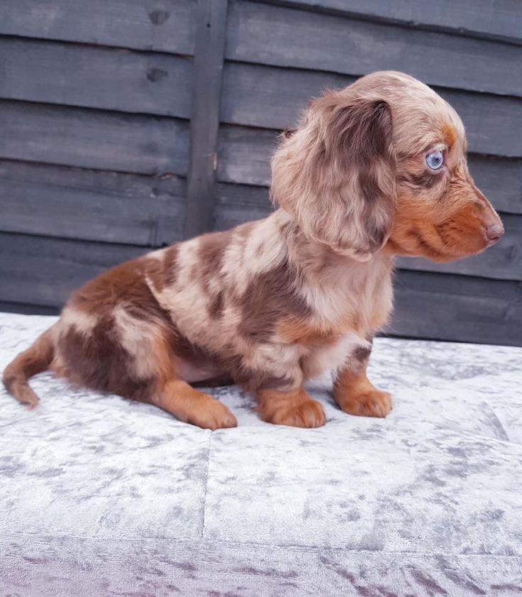 Dacshund puppy world