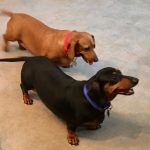 Dachshund Breeder Usa