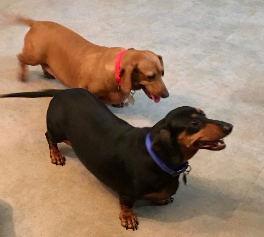 DACSHUNND-PUPPY-WORLD