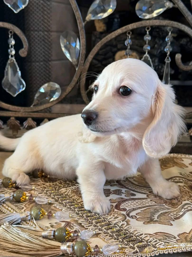 Dachshund puppy available