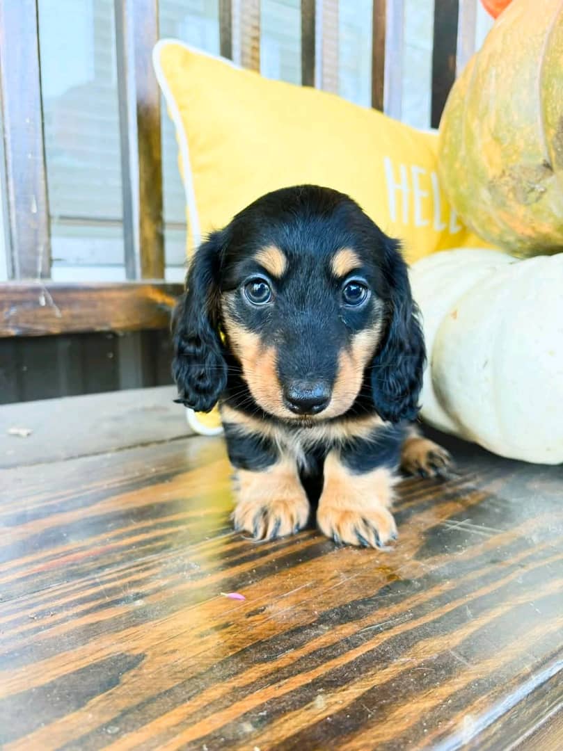Dachshund puppy available
