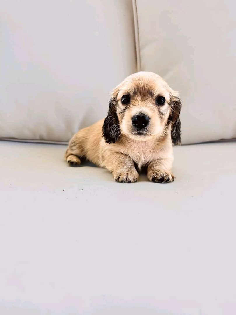 Dachshund puppy available