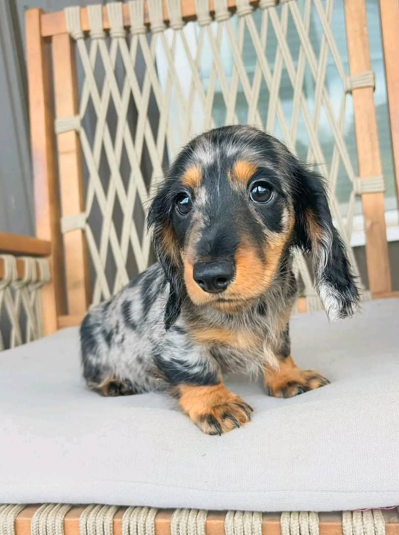 Dachshund puppy available
