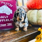 Dachshund puppy available