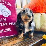 Dachshund puppy available