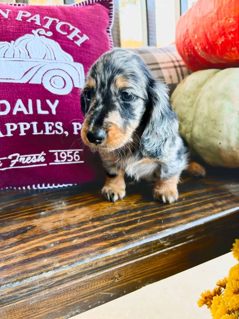 Dachshund puppy available
