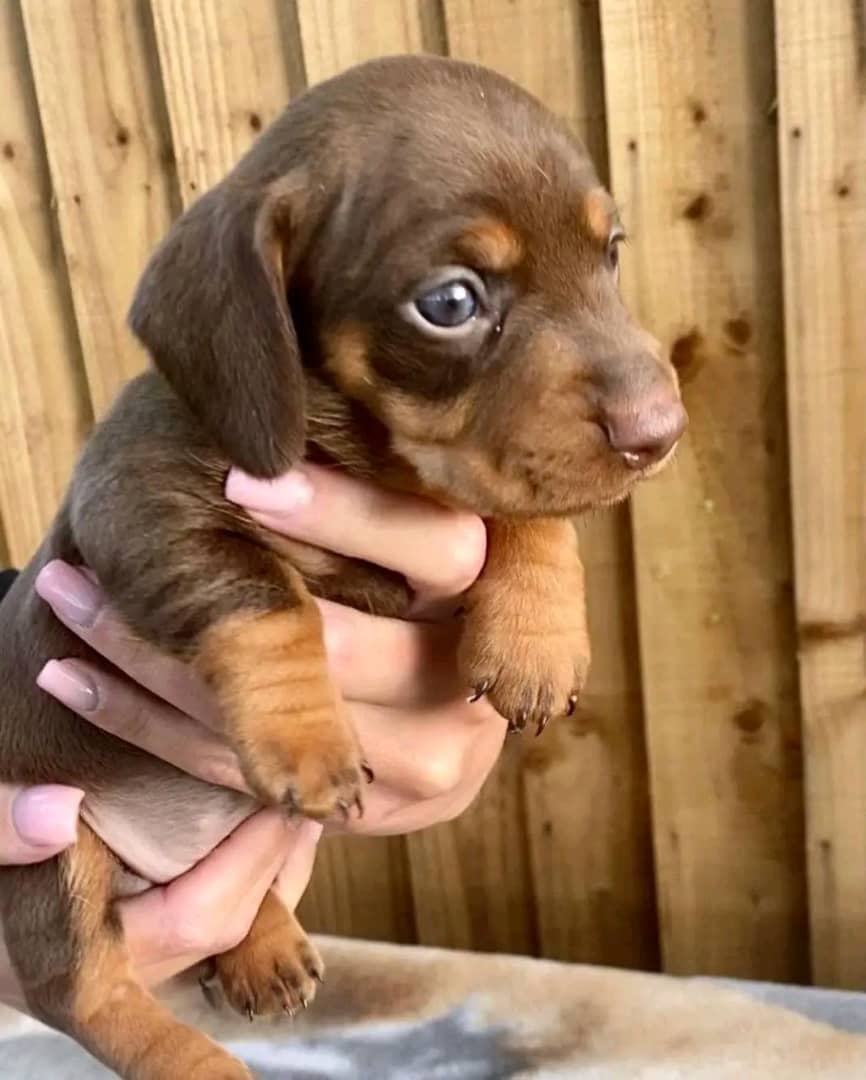 Dachshund puppy available