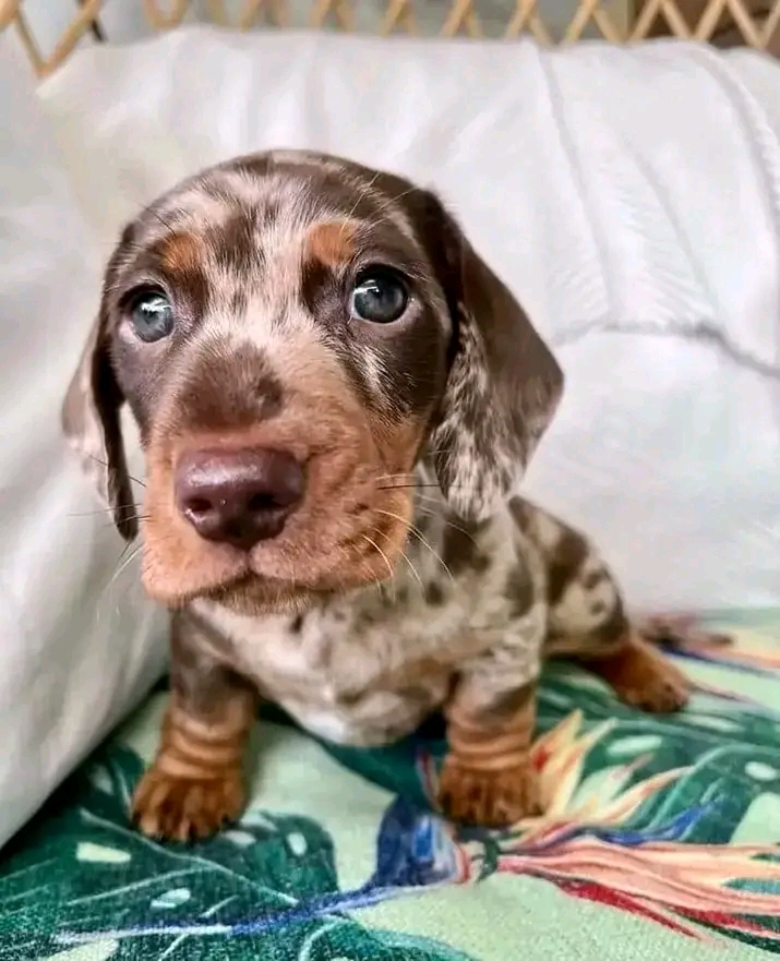 Dachshund puppy available