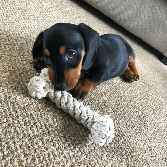 buy dachshund online