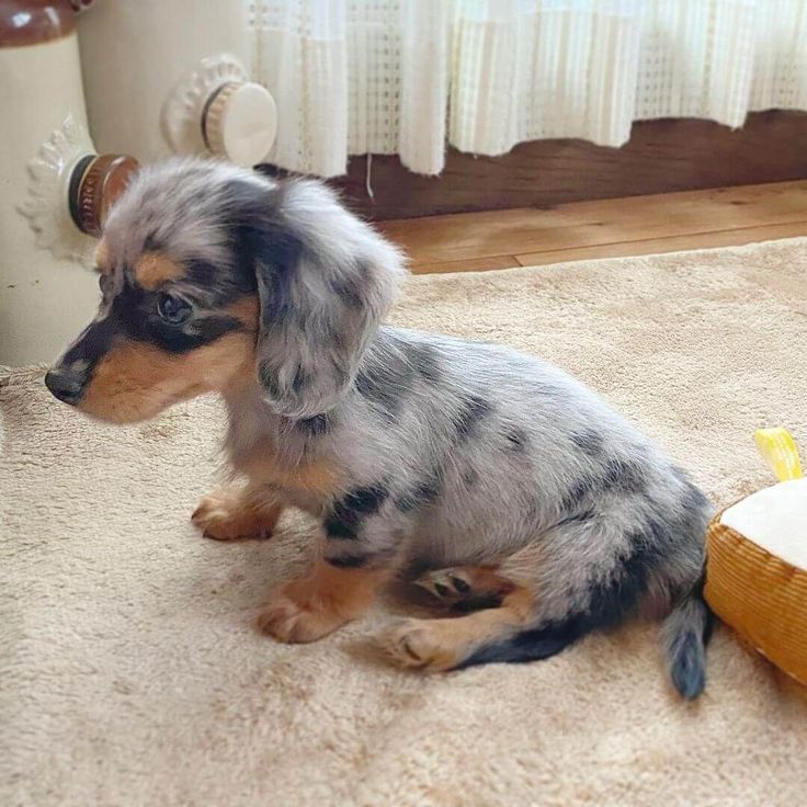 Dachshund puppy available