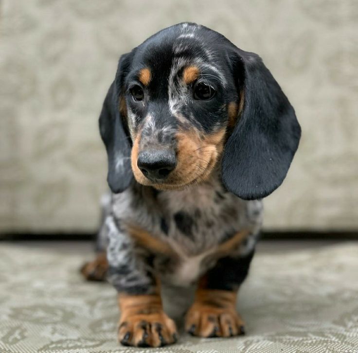 dacshund-puppy-world