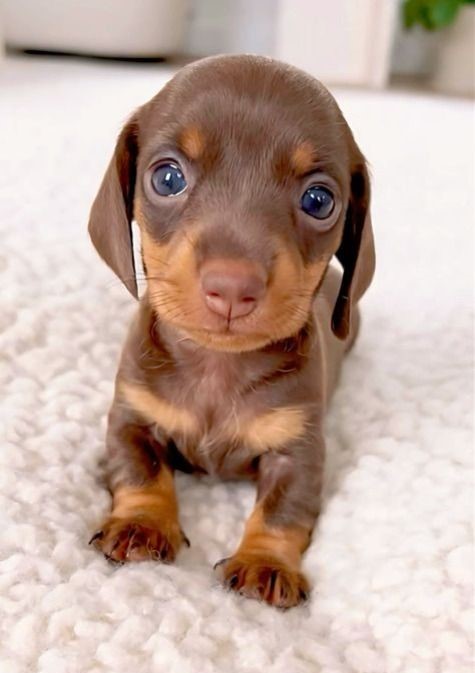 dacshund-puppy-world
