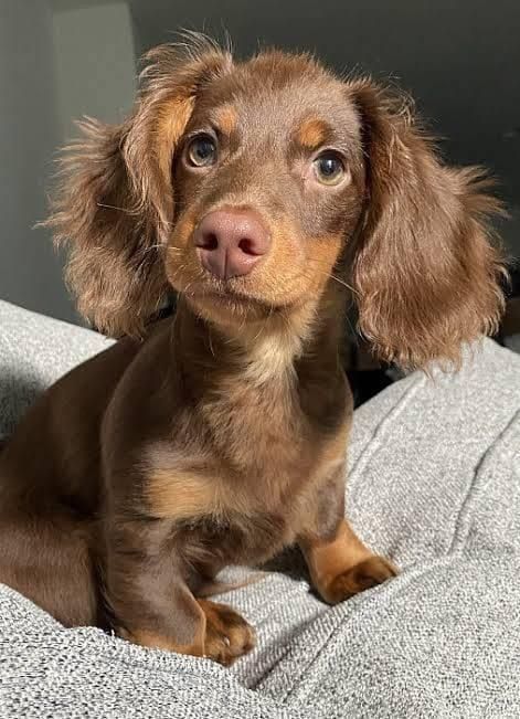 dacshund_puppy_world