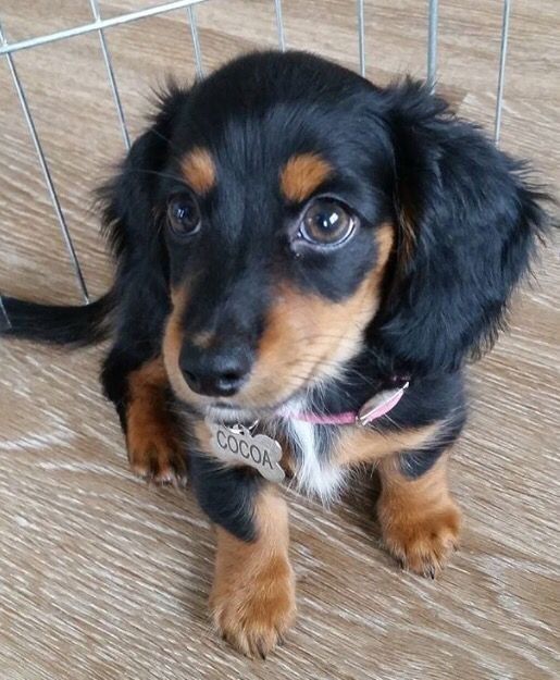 dachshund puppy world