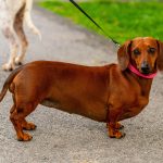 Dachshund Breeder Usa