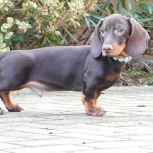 miniature dachshund dogs for sale