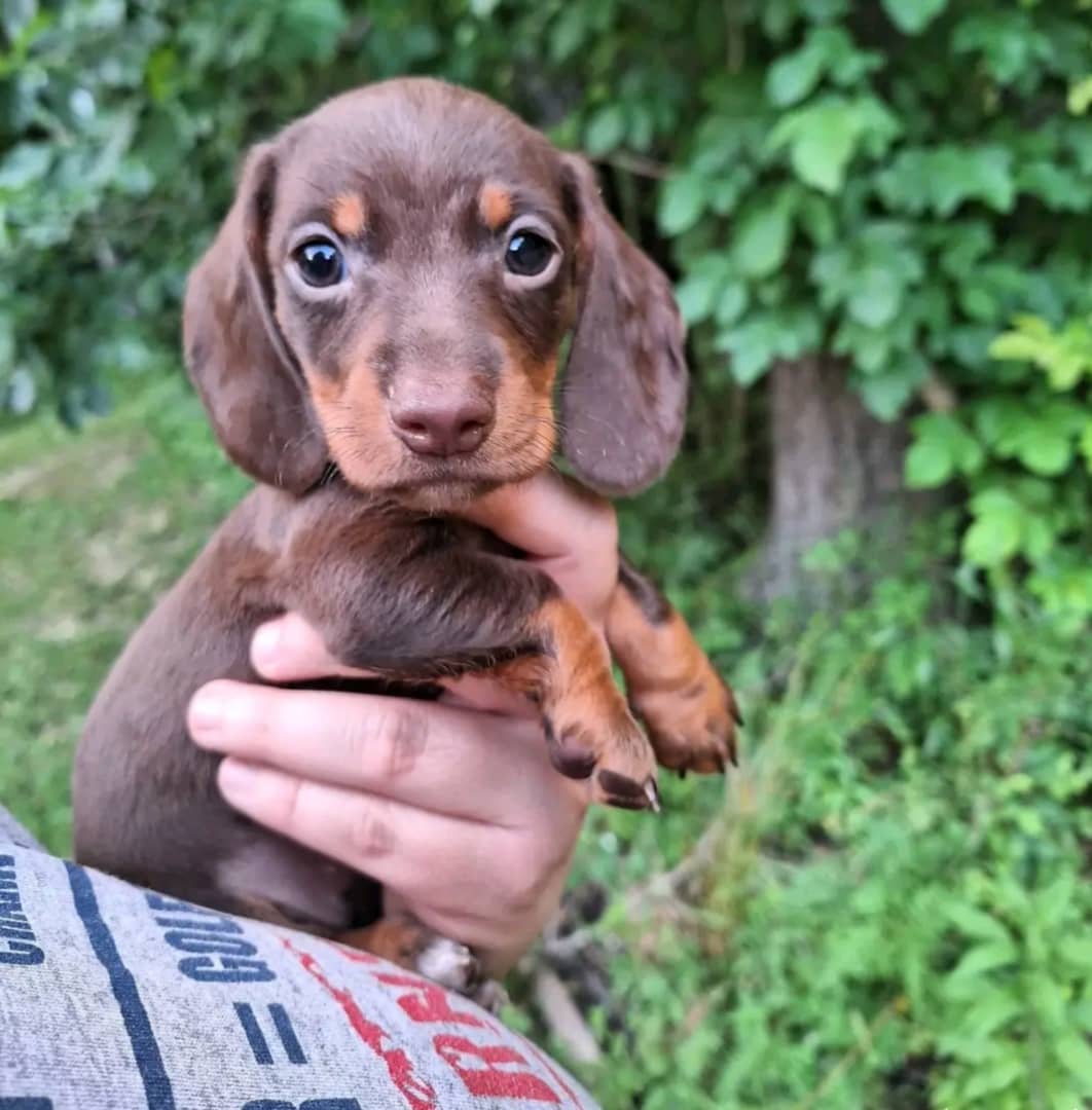 Dachshund Dog Breeder Near Me
