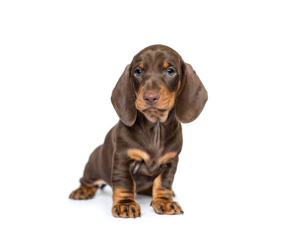 Dachshund Dogs for Sale
