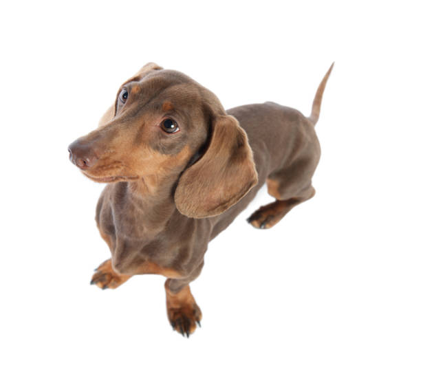 Dachshund Rescue Near Me