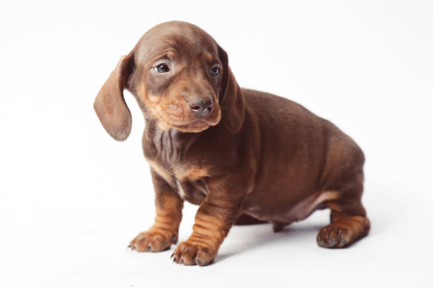 Dachshund Dogs for Sale