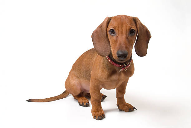 Dachshund Dogs for Sale