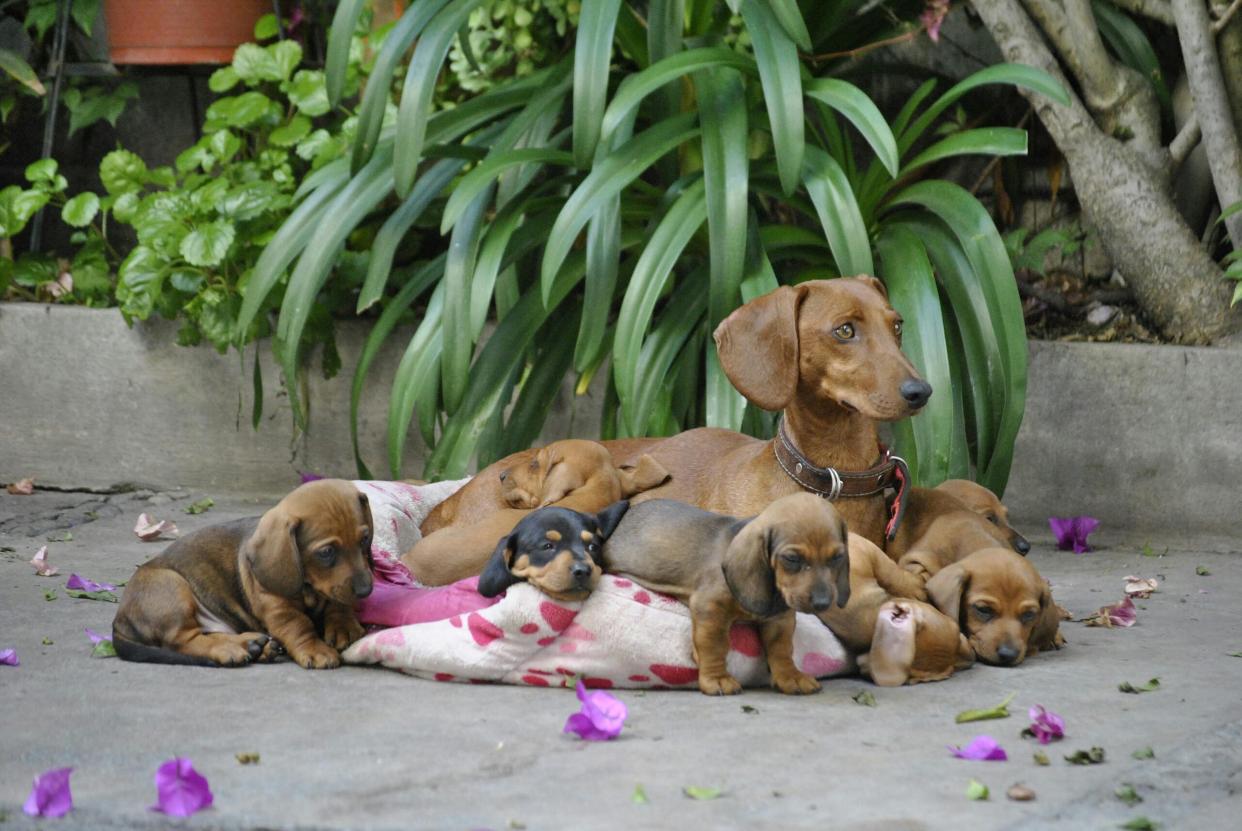 Dachshund Rescue Near Me