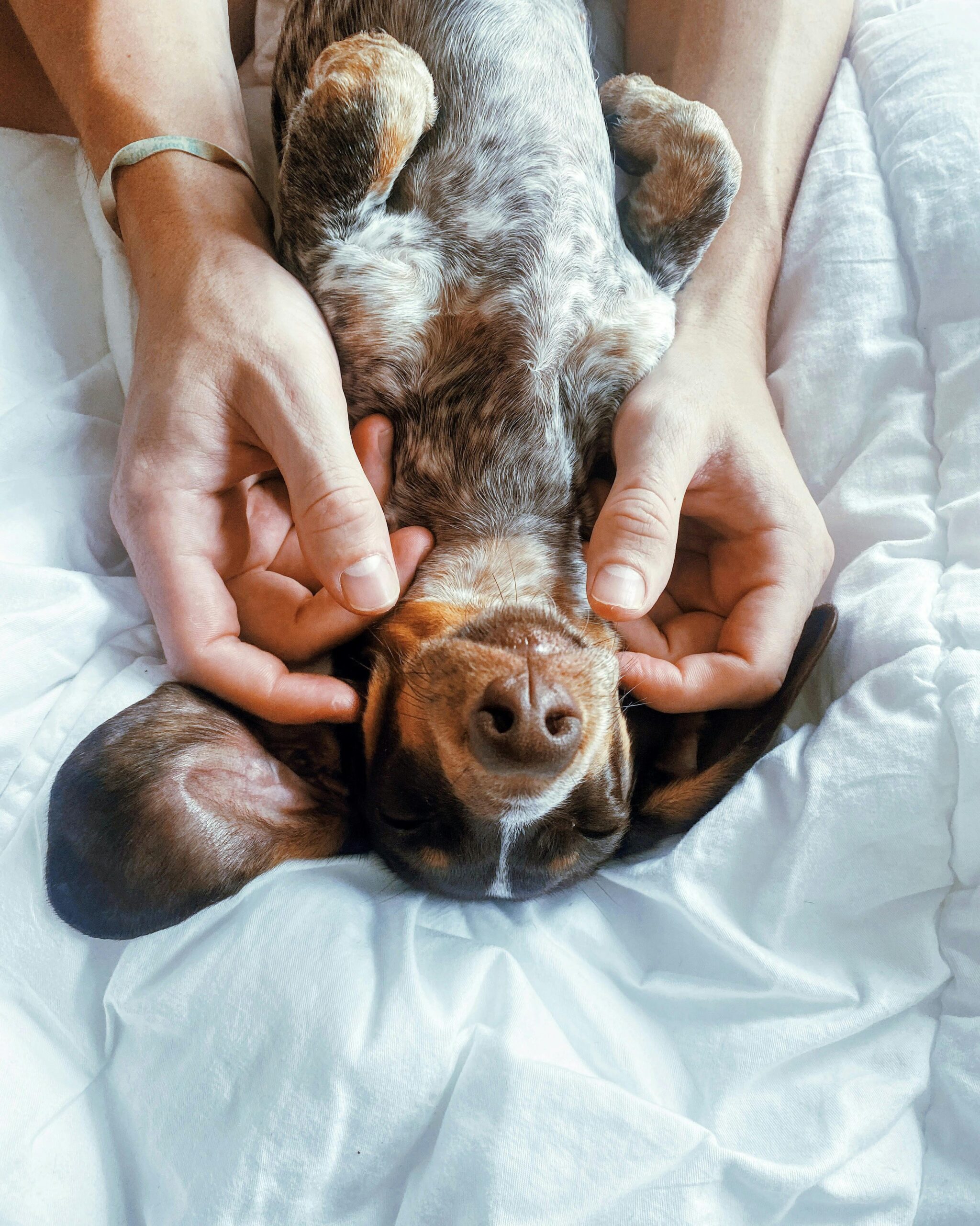 Dachshund Dogs for Sale