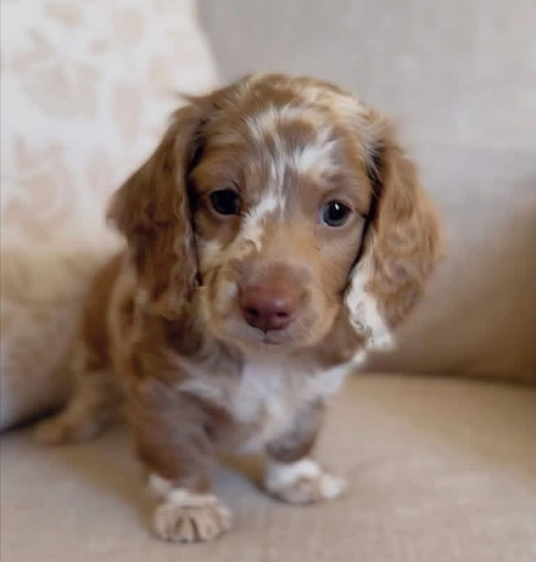 Dachshund Dog Breeder Near Me